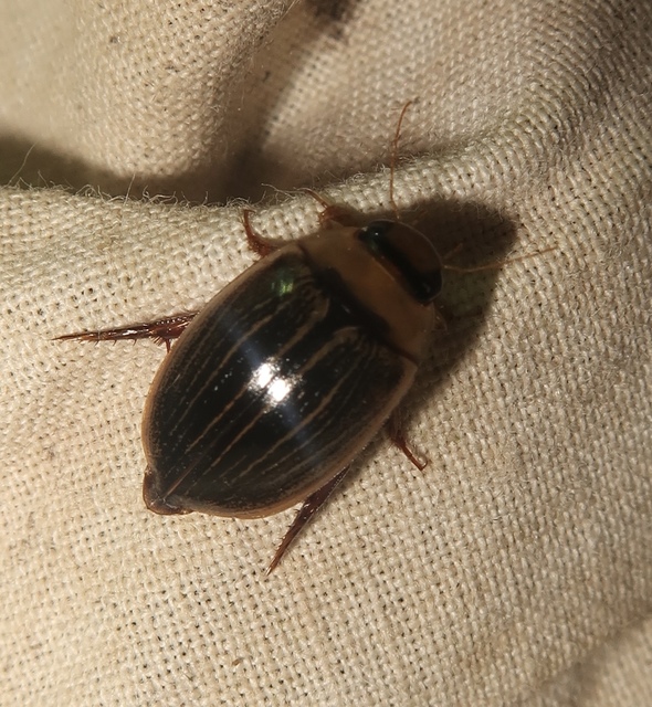 Hydaticus grammicus - déli mocsáricsíkbogár