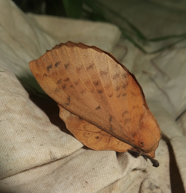 sárga pohók - Gastropacha populifolia