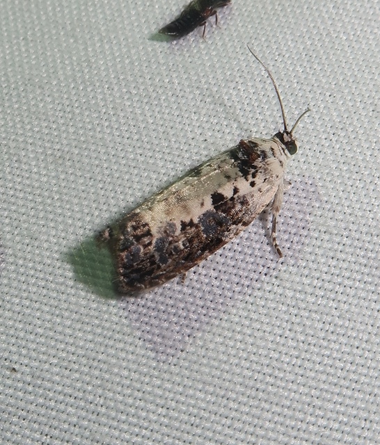 fehérhátú tükrösmoly - Hedya salicella