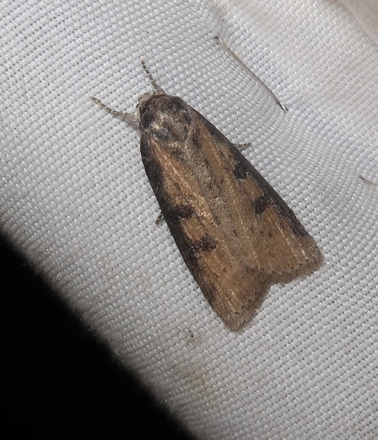 négyfoltos nádibagoly - Chilodes maritima