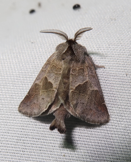 Clostera pigra - apró levélszövő