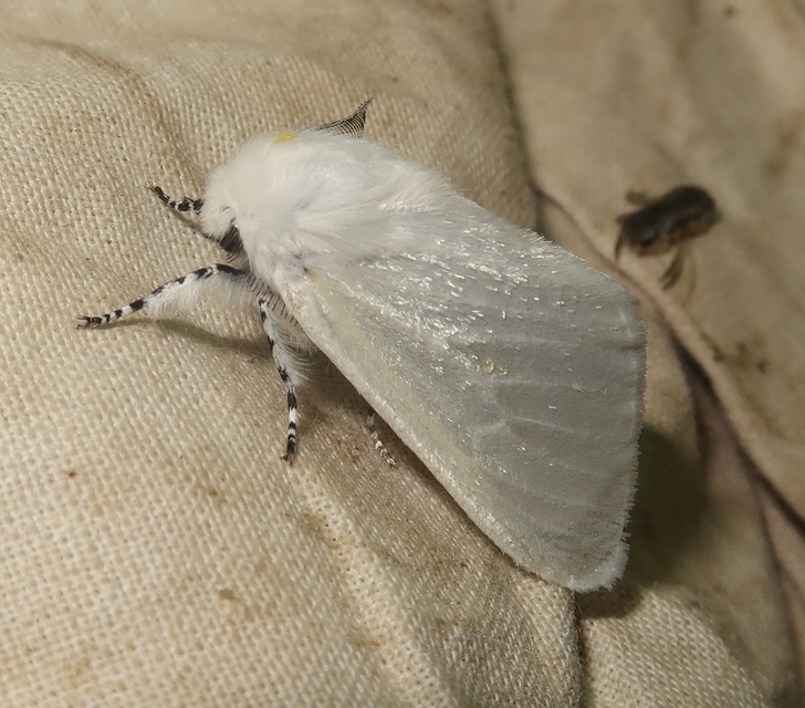 fűzfaszövő - Leucoma salicis