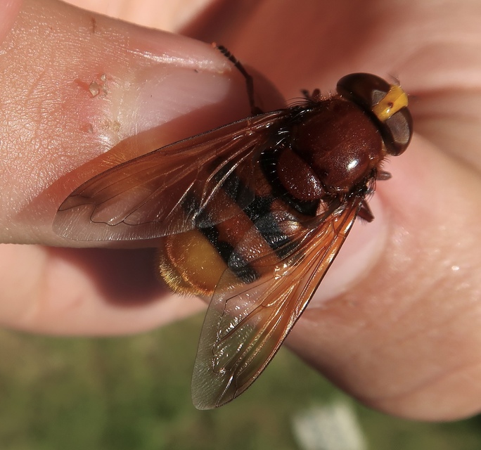 Volucella zonaria - kétöves pihelégy Volucella zonaria - kétöves pihelégy