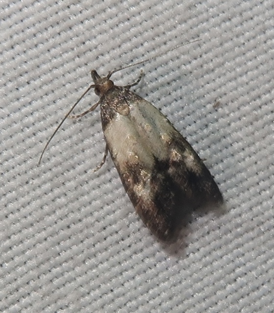 Carposina scirrhosella - közönséges csipkebogyómoly