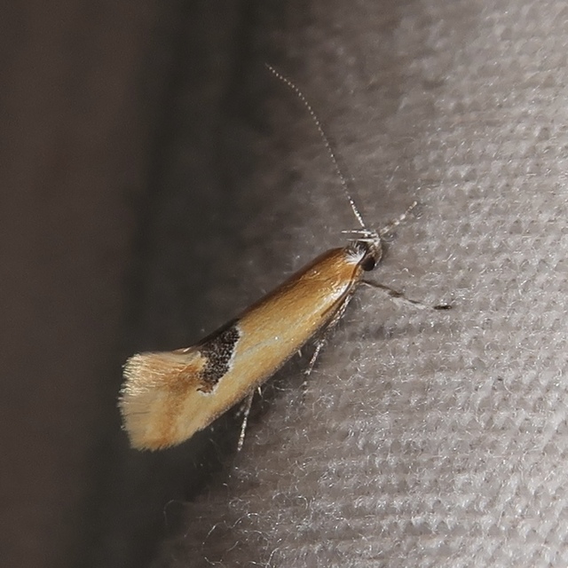 Batia internella/lambdella