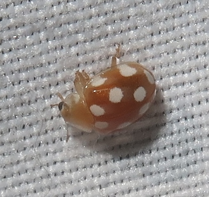 Vibidia duodecimguttata - tizenkétcseppes füsskata