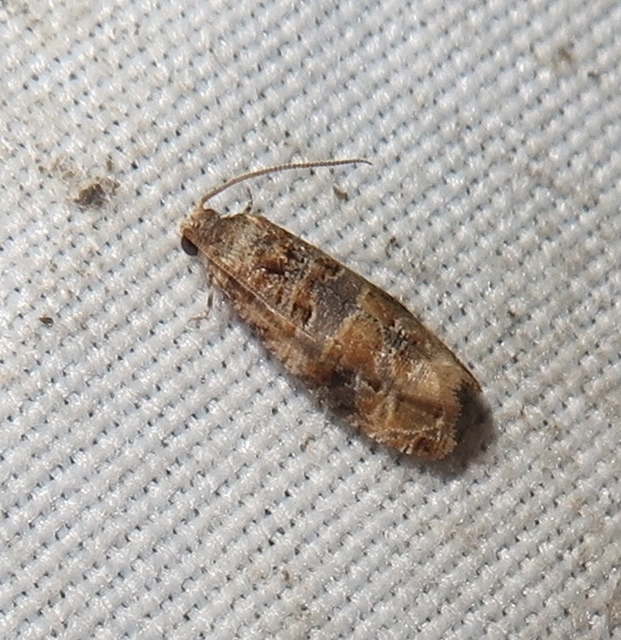 szőlőrágó tükrösmoly - Lobesia botrana