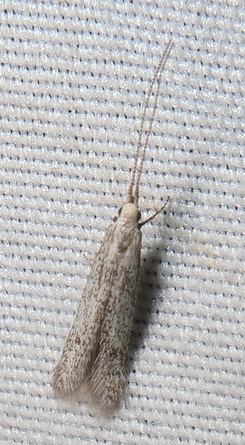 Coleophora