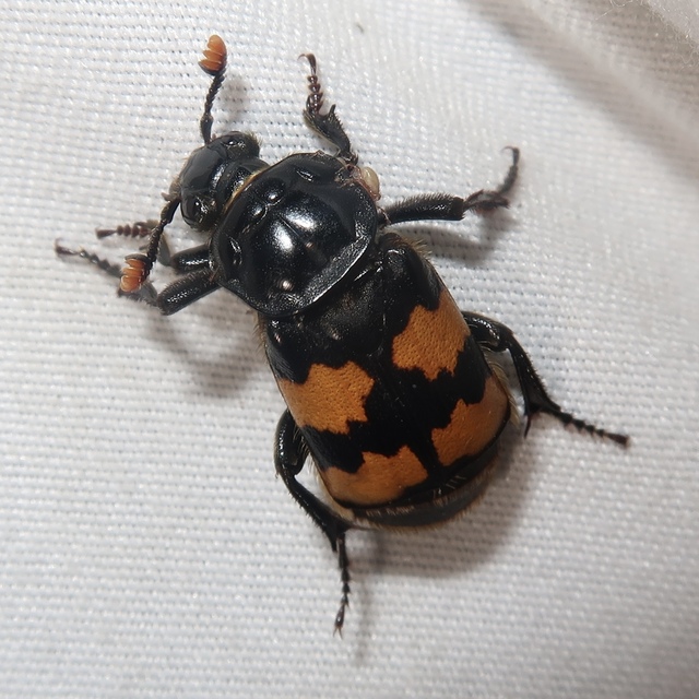 Nicrophorus interruptus - sárgaszőrű temetőbogár
