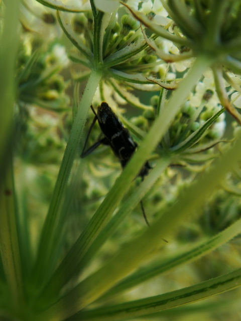 Chlorophorus sartor - feketevállú darázscincér