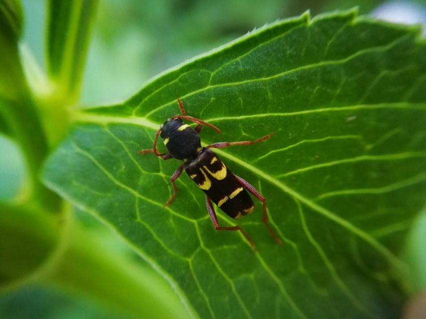 Xylotrechus arvicola - gazdászcincér