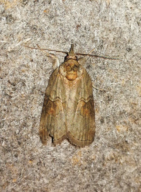 Nycteola asiatica - nyárfa-trapézbagoly