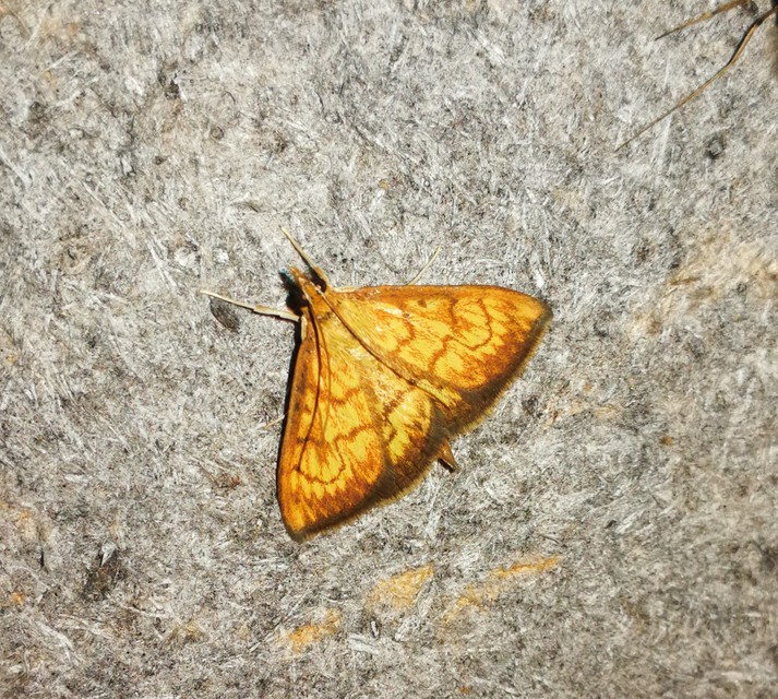 Ecpyrrhorrhoe rubiginalis - rozsdavörös tűzmoly