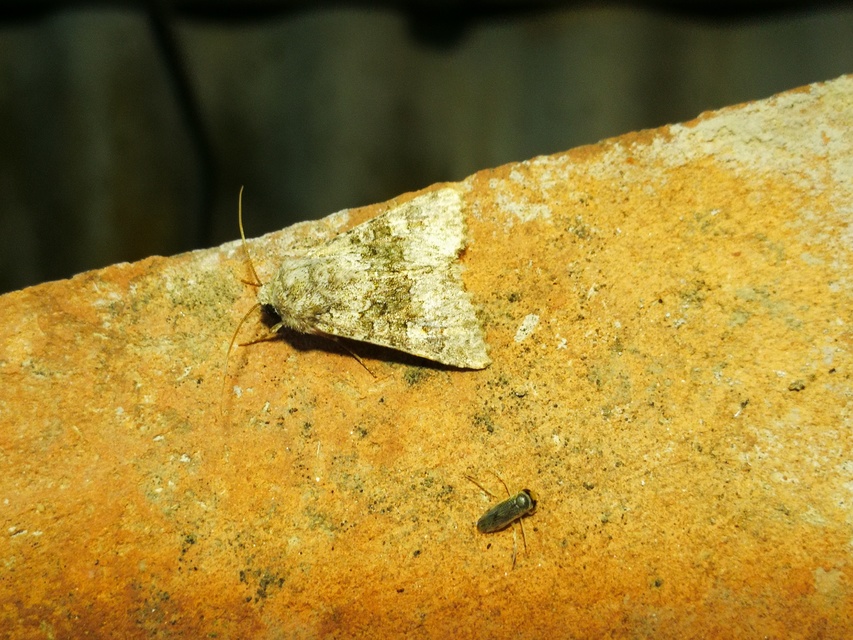 Hecatera dysodea - parajbagoly