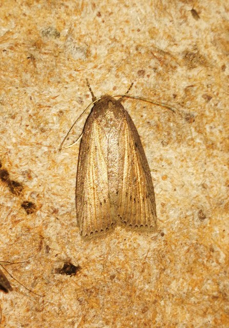 Chilodes maritima - négyfoltos nádibagoly
