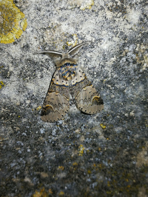 Furcula furcula - szürke púposszövő