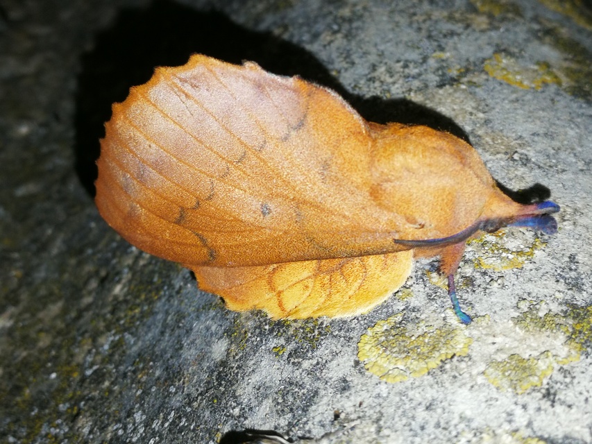 Gastropacha quercifolia - tölgylevélpohók