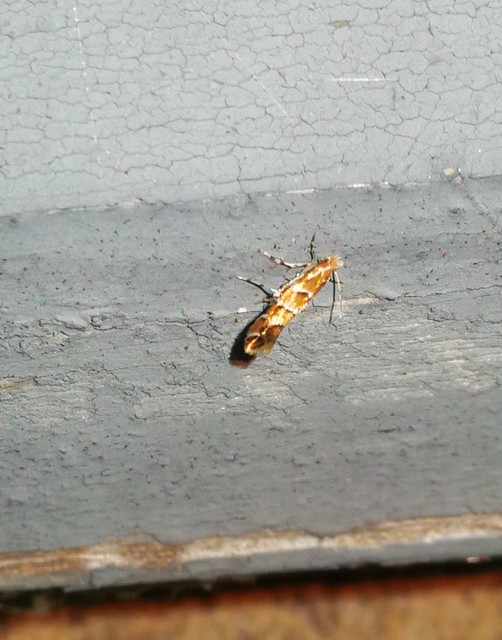 Cameraria ohridella - vadgesztenye-sátorosmoly