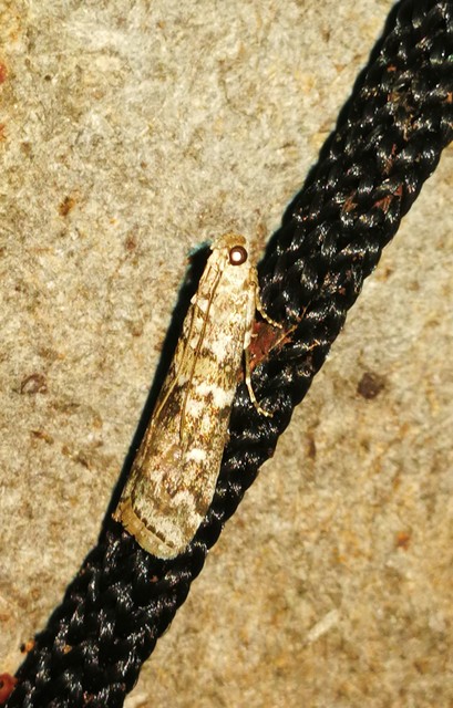 Dioryctria