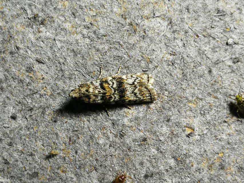 Dioryctria