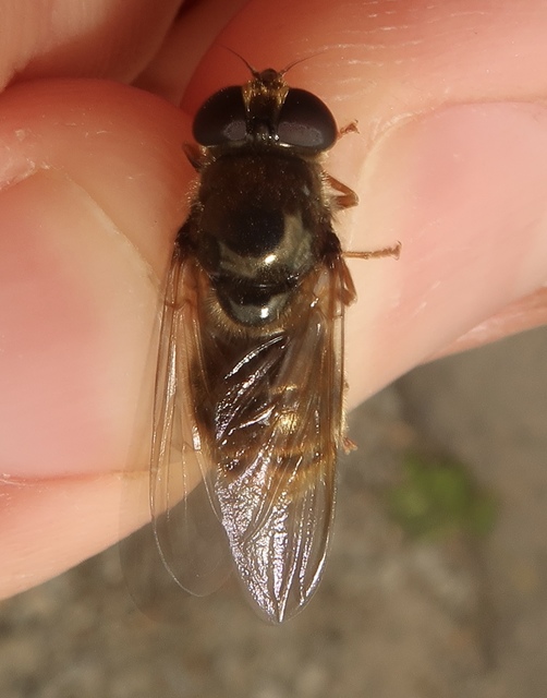 Cheilosia canicularis - martilapu-bronzlégy
