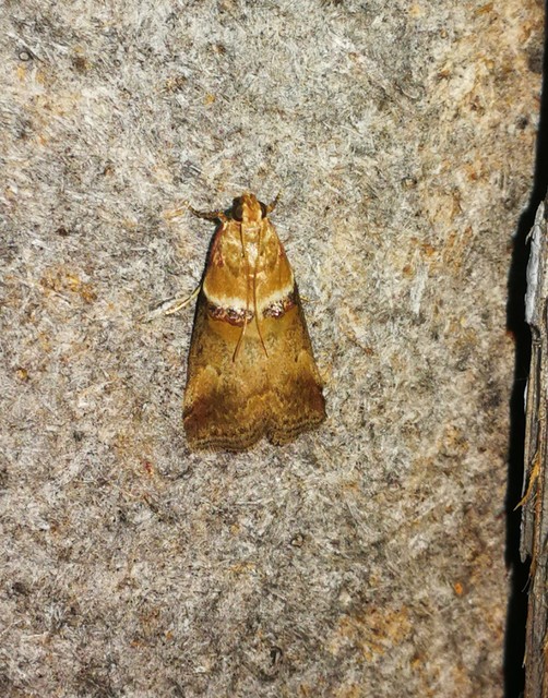 Acrobasis tumidana - bordás karcsúmoly