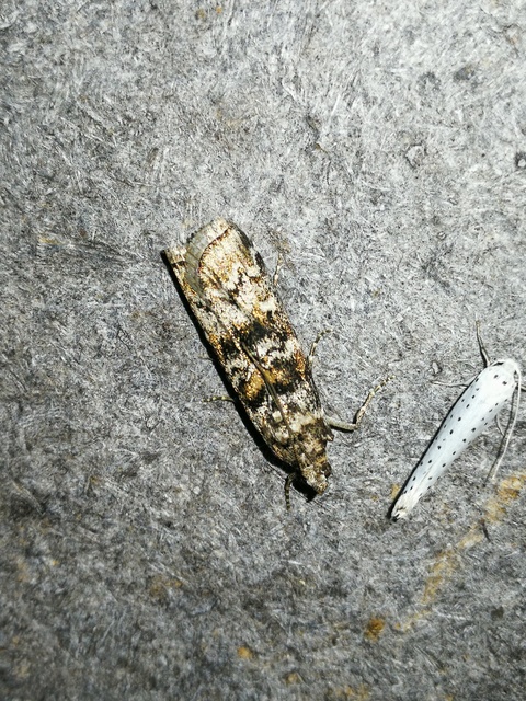 Dioryctria