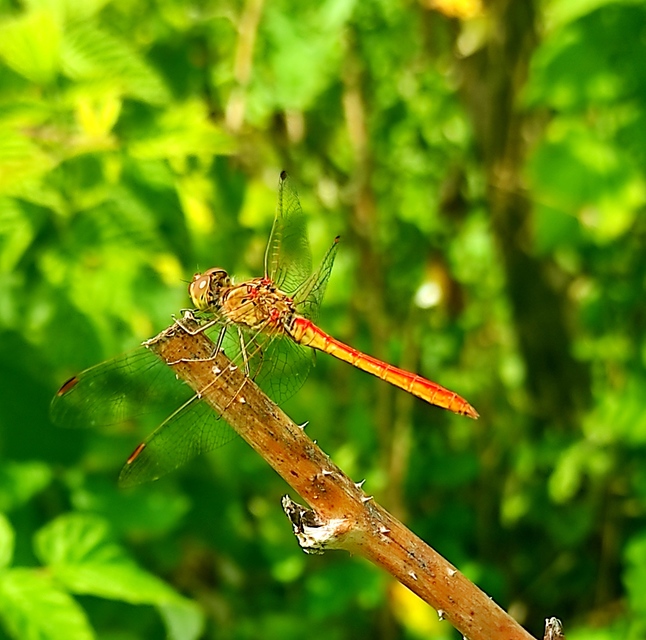 Sympetrum meridionale - fakó katona-szitakötő