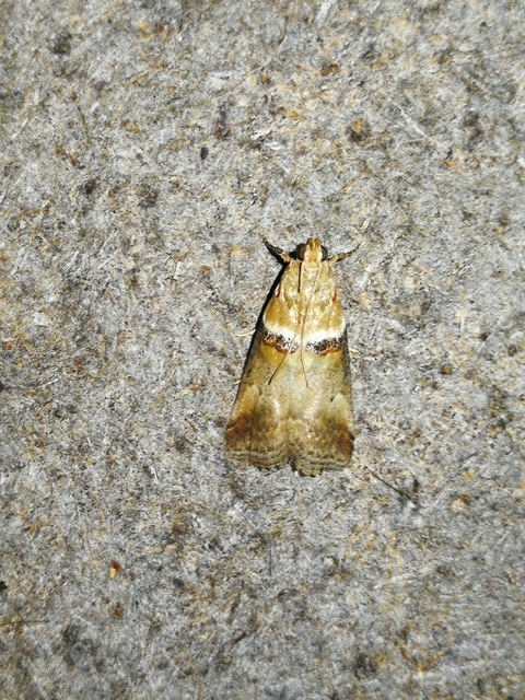 Acrobasis tumidana - bordás karcsúmoly