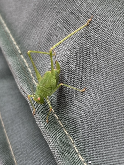 Phaneroptera nana - pontozott repülőszöcske