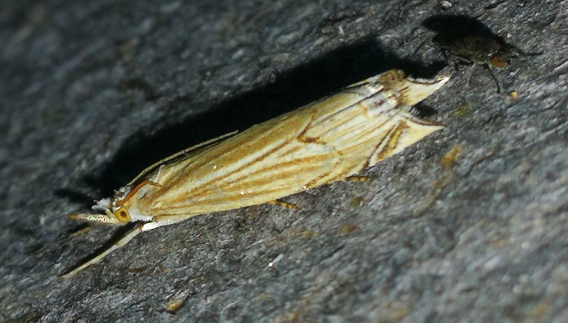 Metacrambus carectellus - homoki fűgyökérmoly
