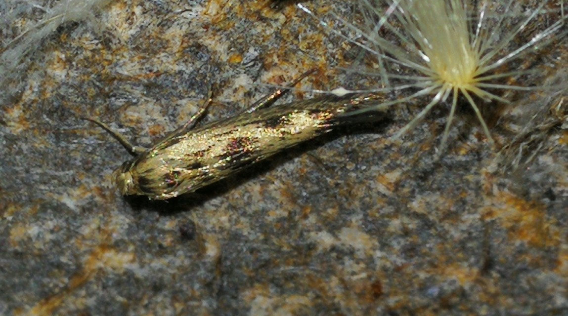 Scythris limbella - parajfonó zöldmoly