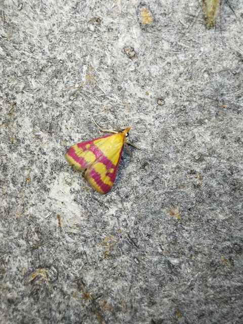 Pyrausta sanguinalis/virginalis