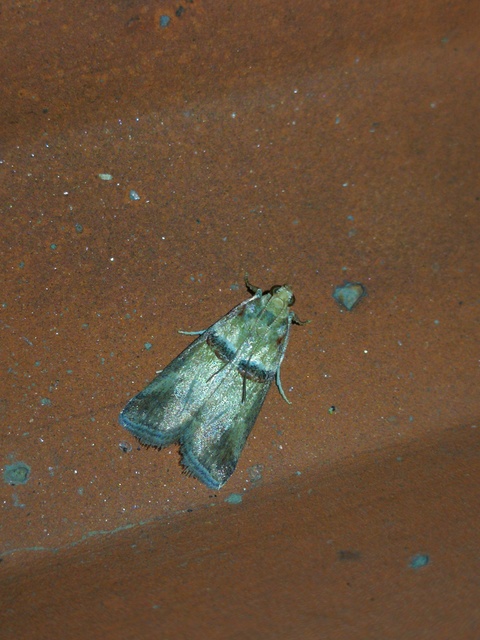 Acrobasis tumidana - bordás karcsúmoly