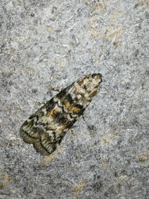 Dioryctria