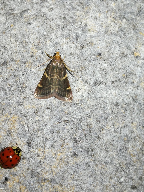 Pyralis perversalis - pusztai fényilonca