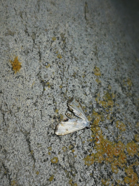 Cataclysta lemnata - békalencsemoly