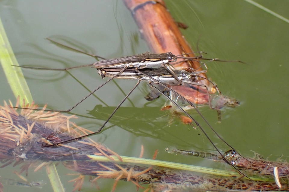 Gerridae - molnárpoloskák