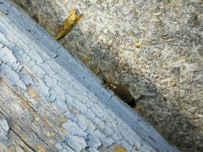 Sisyridae - szivacslegyek