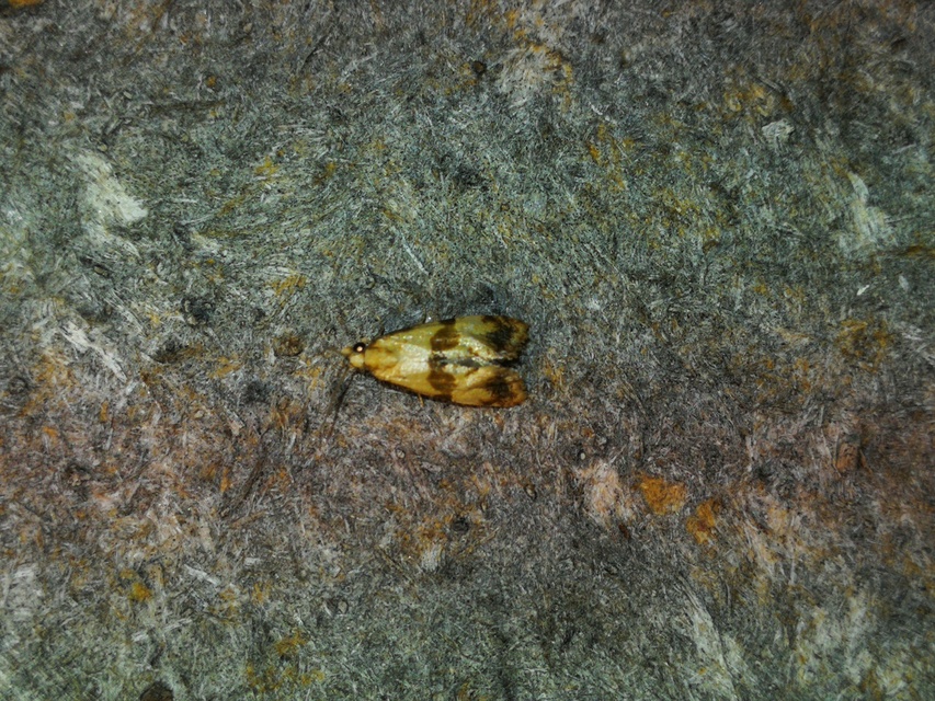 Phalonidia contractana - pipitér-fúrómoly