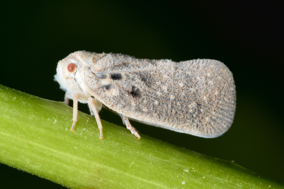 Metcalfa pruinosa - amerikai lepkekabóca