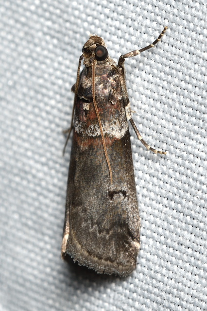 Acrobasis