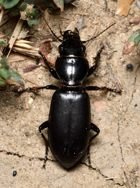 Broscus cephalotes - busafutó