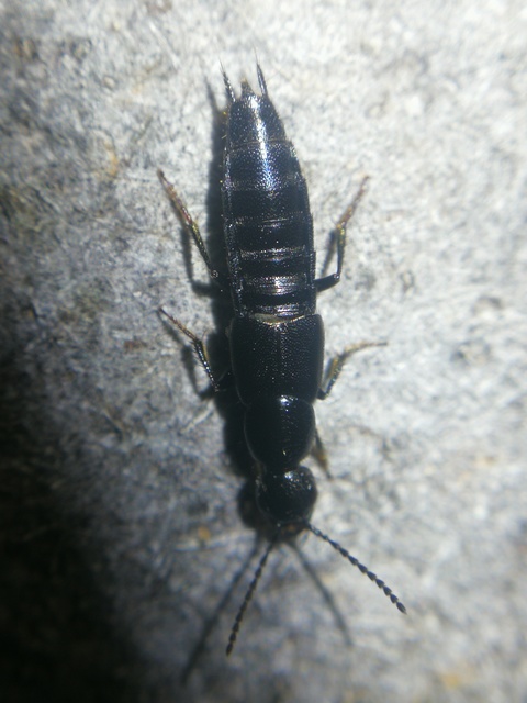 Philonthus punctus - sokpontos ganajholyva
