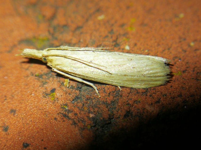 Ematheudes punctella - kúposfejű karcsúmoly