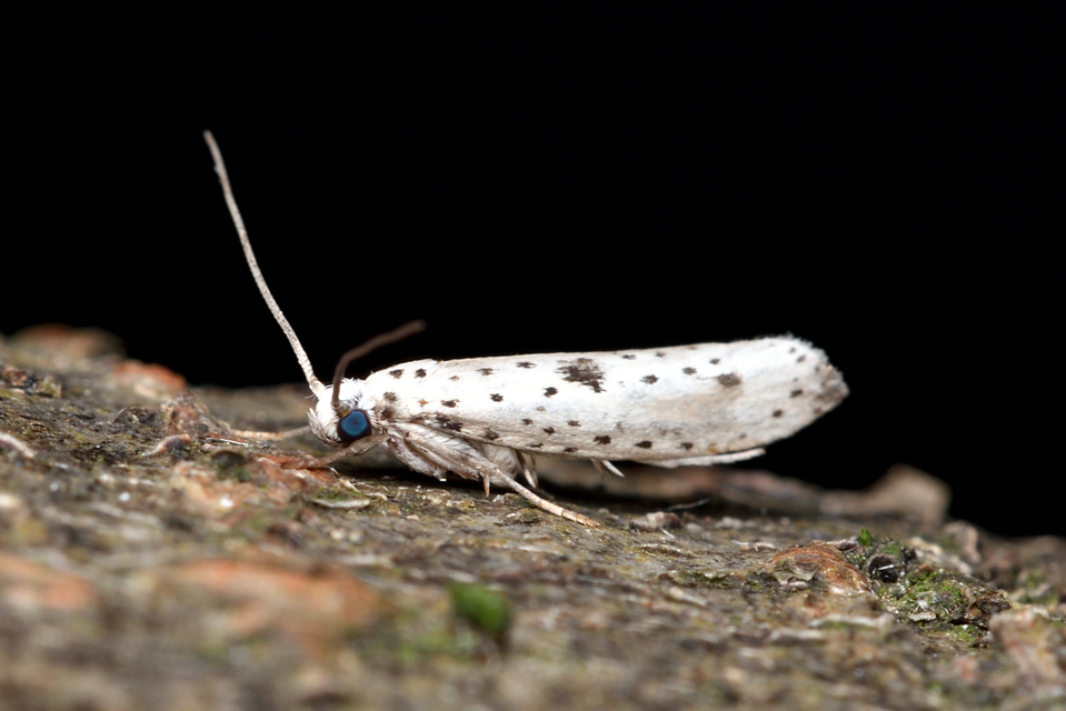 Yponomeuta plumbella - pókhálós bengemoly