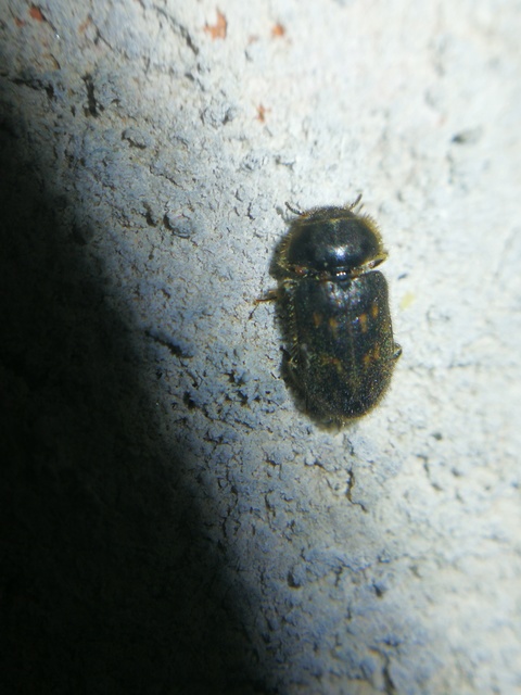 Heterocerus