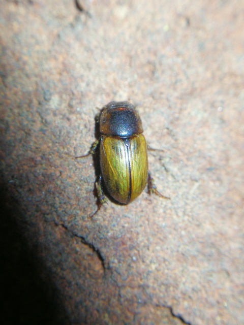 Acanthobodilus immundus