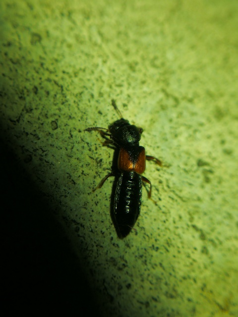 Bledius tricornis - háromszarvú ásóholyva Bledius tricornis - háromszarvú ásóholyva