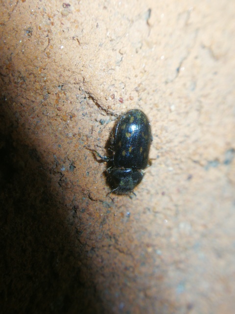Heterocerus